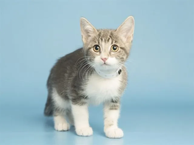 A baby small-sized female Domestic Short Hair cat named Bo Peep for adoption in Phoenix, AZ