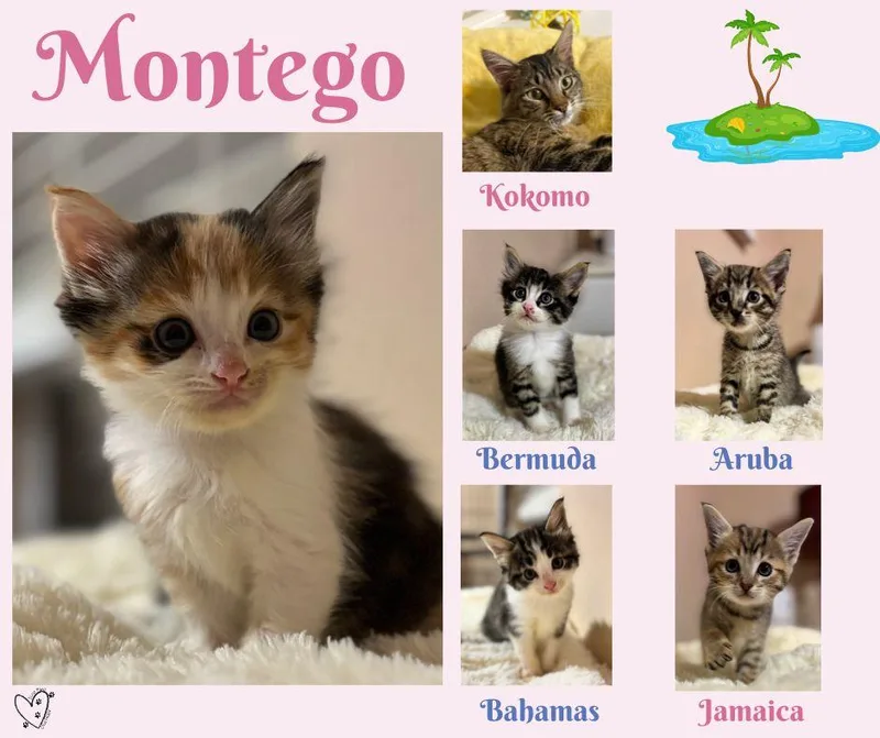Montego thumbnail 2