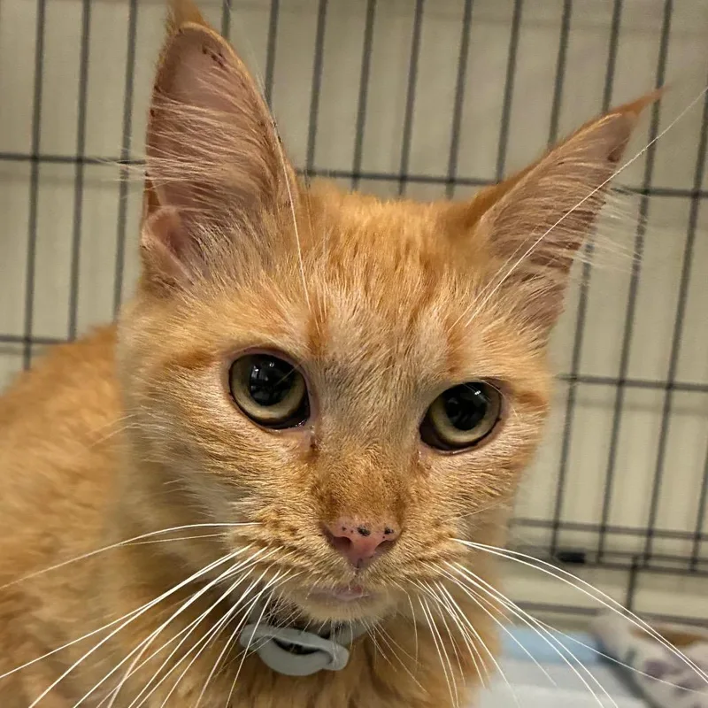 An adult small-sized female Orange / Red Maine Coon cat named Alley for adoption in Bronson, FL