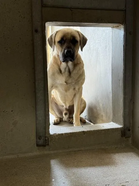 An adult large-sized male Mastiff dog named Poo for adoption in San Bernardino, CA