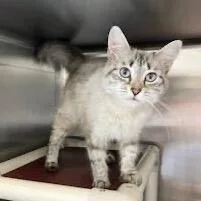 An adult medium-sized female White Siamese cat named Honey for adoption in Enfield, NH