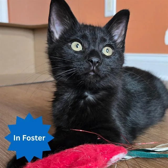 A baby small-sized male Domestic Short Hair cat named Bradbury for adoption in Indianapolis, IN