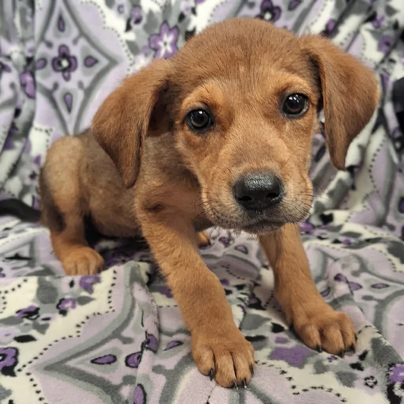 A baby small-sized female Shepherd dog named Barbie for adoption in Gautier, MS