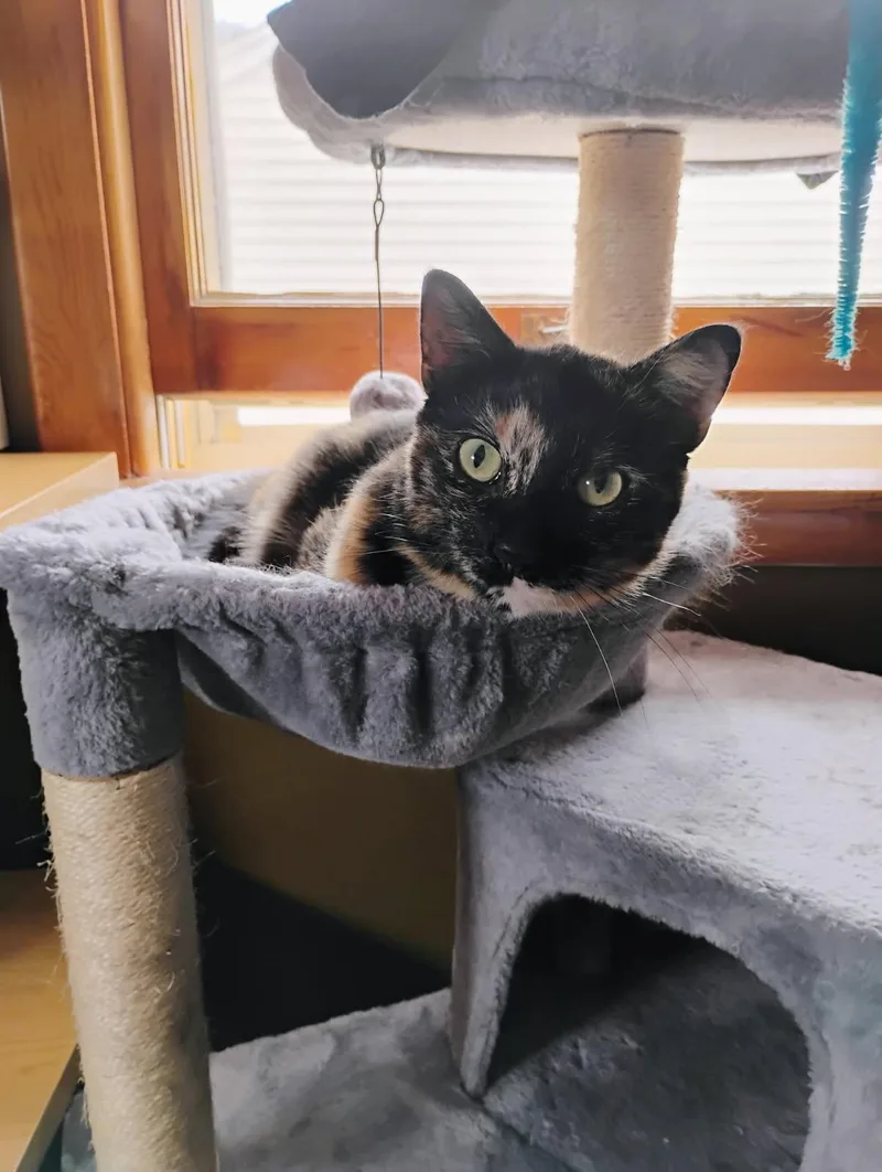 A young medium-sized female Tortoiseshell Domestic Short Hair cat named Dolly for adoption in Milwaukee, WI