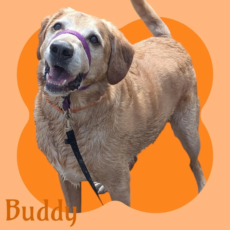 Buddy