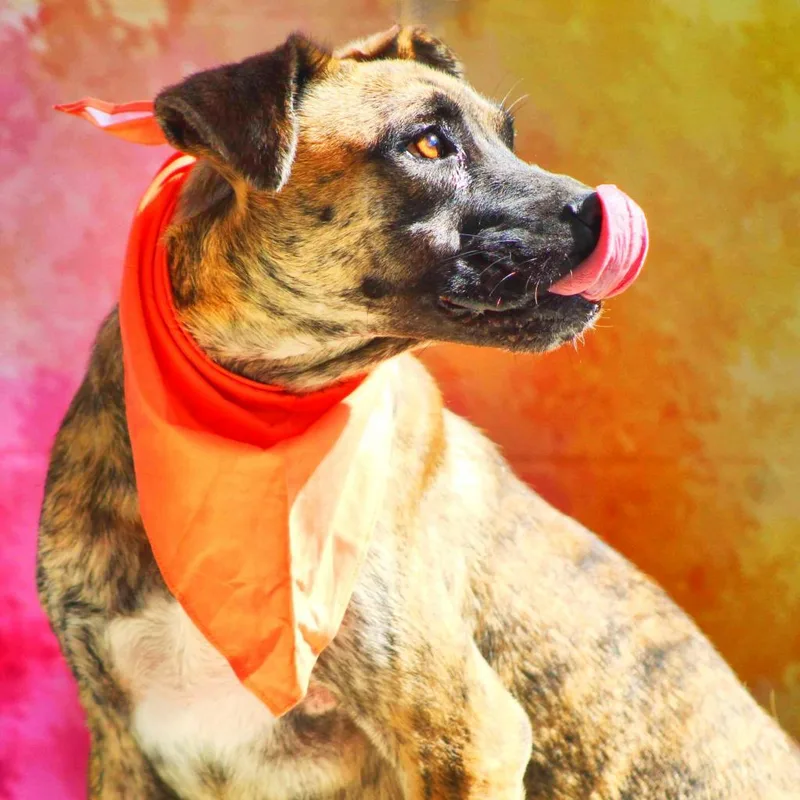 Pacino Vm thumbnail 5