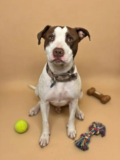 A young medium-sized male Pit Bull Terrier dog named Deuce for adoption in Bowling Green, KY