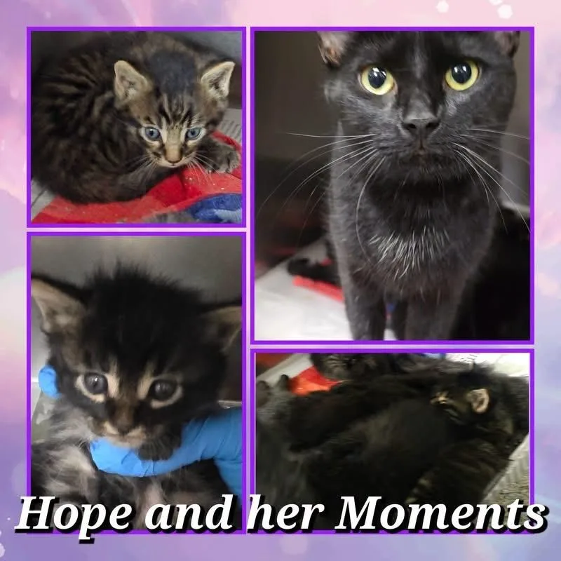 A young medium-sized female Black Domestic Short Hair cat named Queen Rhaenyra for adoption in Wheeling, IL
