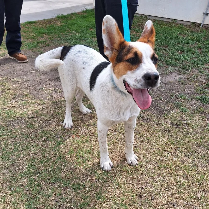 A young medium-sized male White / Cream Australian Cattle Dog / Blue Heeler dog named Radar for adoption in Wadena, MN
