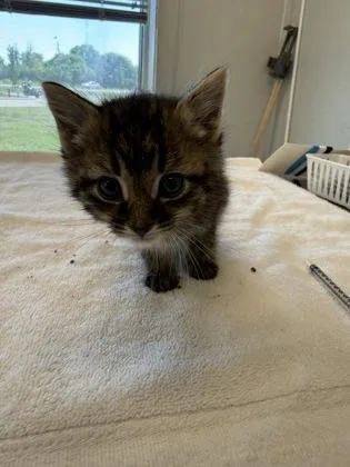 A baby small-sized male Domestic Medium Hair cat named Mulch for adoption in Lafayette, IN