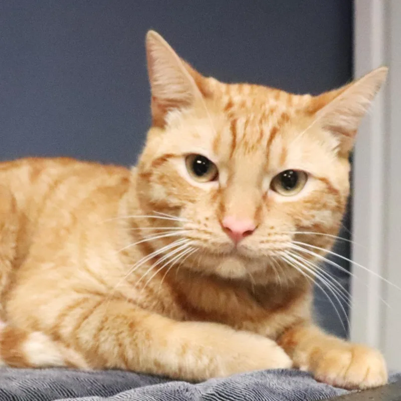 A young medium-sized male Orange / Red Domestic Short Hair cat named Dali for adoption in Lakeland, FL