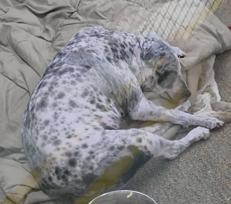 An adult medium-sized female Sheep Dog dog named Pearl for adoption in Newcastle, WY