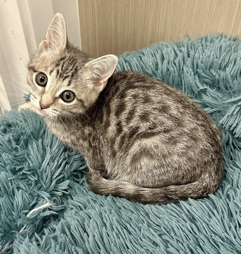A baby medium-sized male Tabby cat named Scamp for adoption in West Hills, CA