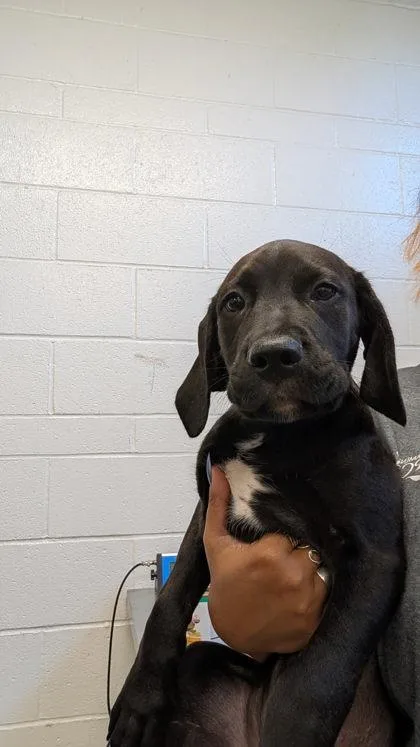 A baby extra large-sized female Cane Corso dog named Masago for adoption in Sacramento, CA
