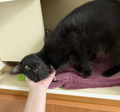 An adult medium-sized female Domestic Short Hair cat named Satin for adoption in Fairfax, VA