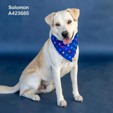 An adult medium-sized male Labrador Retriever dog named Solomon for adoption in Conroe, TX