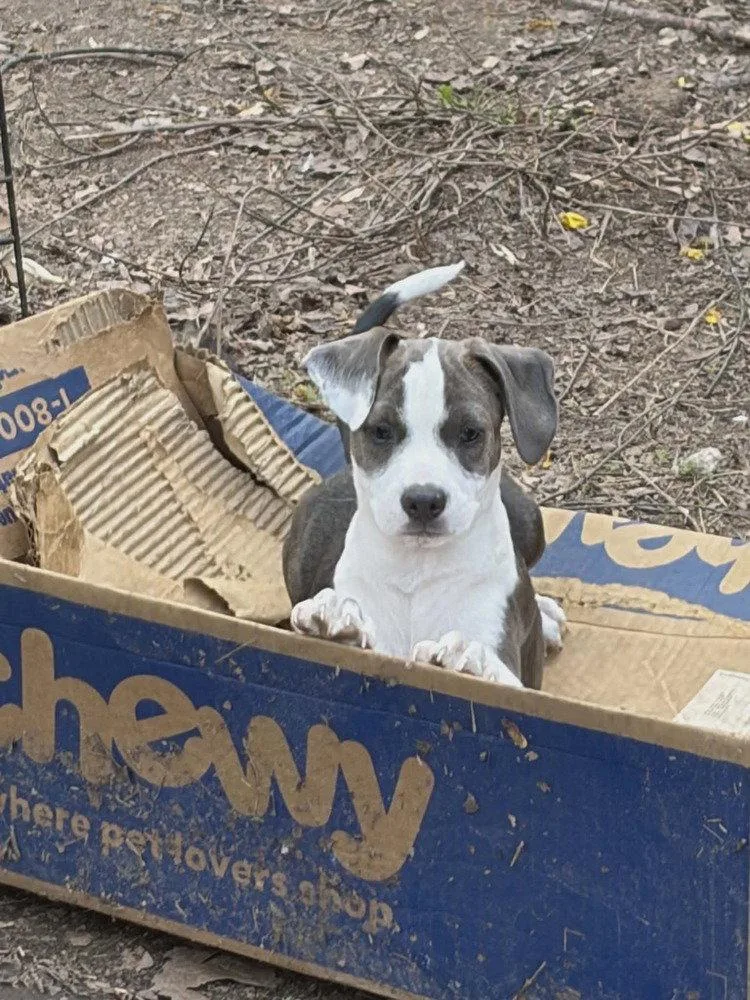 A baby medium-sized male Terrier dog named Carl for adoption in Candler, NC