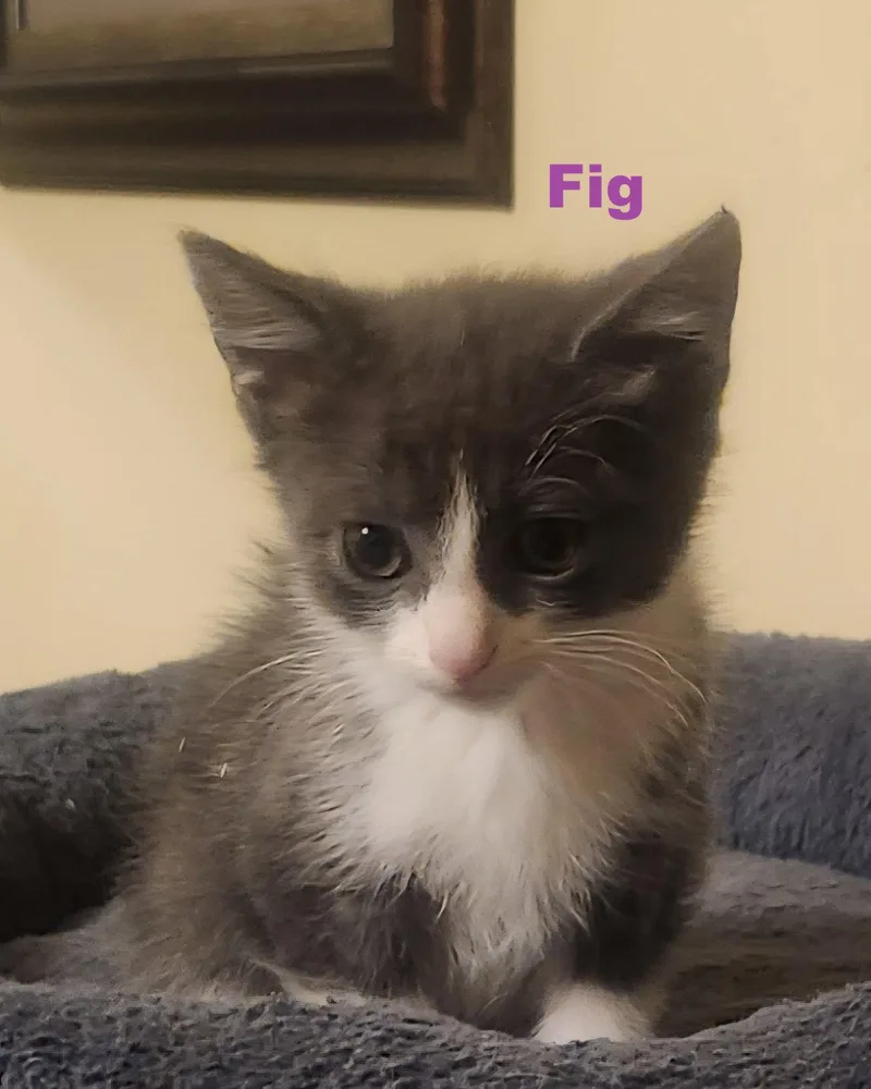 A baby medium-sized female Gray & White Domestic Medium Hair cat named Fig for adoption in Blairsville, GA