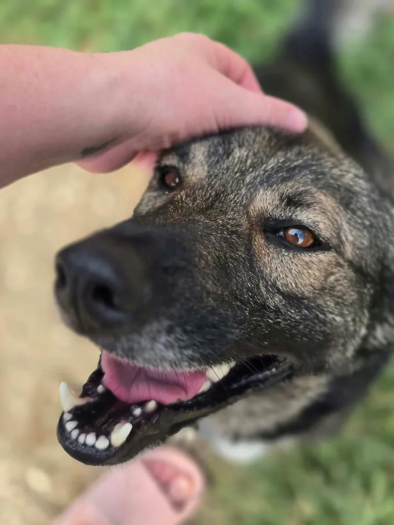 A young medium-sized female Black German Shepherd Dog dog named Delta for adoption in Manhattan, KS