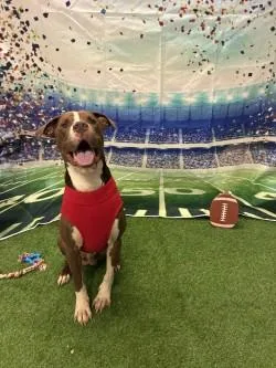 An adult medium-sized male Pit Bull Terrier dog named Blaze for adoption in Woodbine, GA