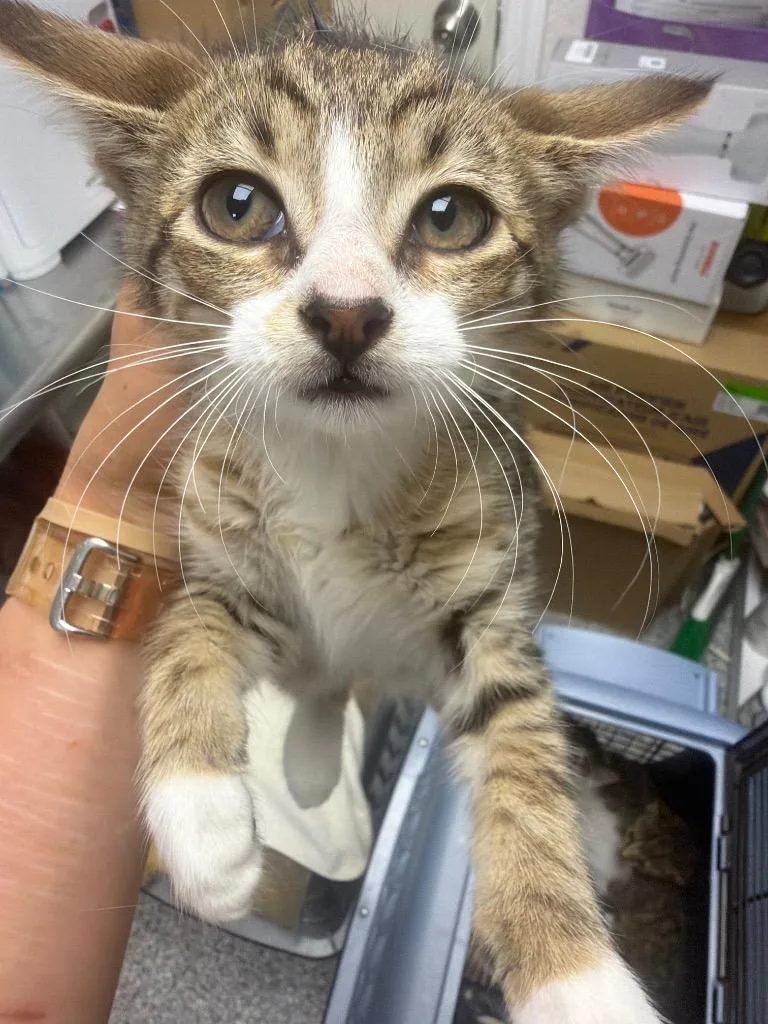 A baby medium-sized female Domestic Short Hair cat named Miso for adoption in Pomona, NY