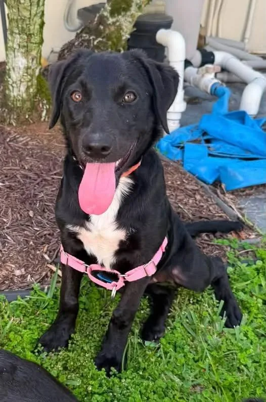A young medium-sized female Labrador Retriever dog named Daphne for adoption in Saint Petersburg, FL