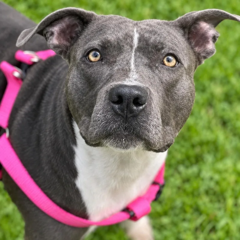 An adult large-sized female Gray / Blue / Silver American Staffordshire Terrier dog named Denver for adoption in Oak Point, TX