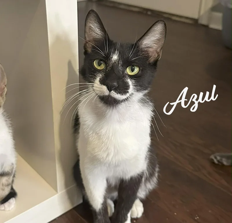 A young medium-sized female Black & White / Tuxedo Domestic Short Hair cat named Azul Nurturingsoul for adoption in Houston, TX