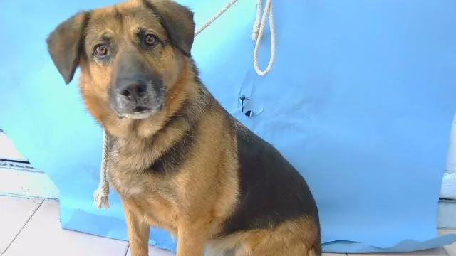 An adult large-sized male German Shepherd Dog dog named A for adoption in Gardena, CA