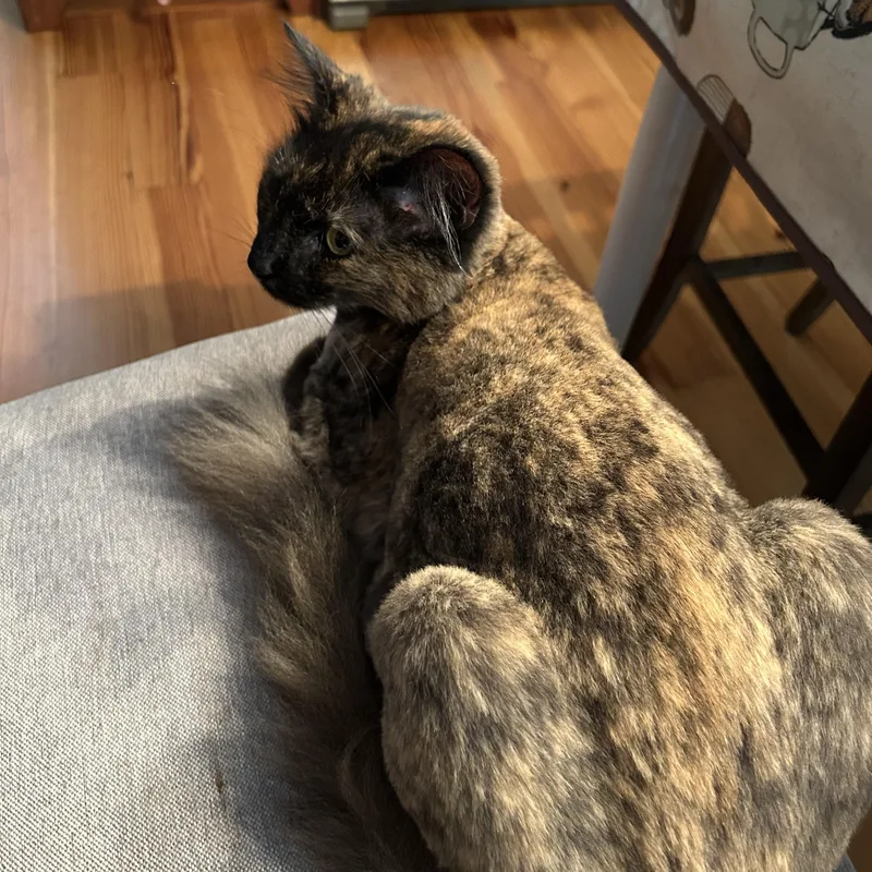 An adult medium-sized female Dilute Tortoiseshell Domestic Long Hair cat named Arwen for adoption in Columbia, SC