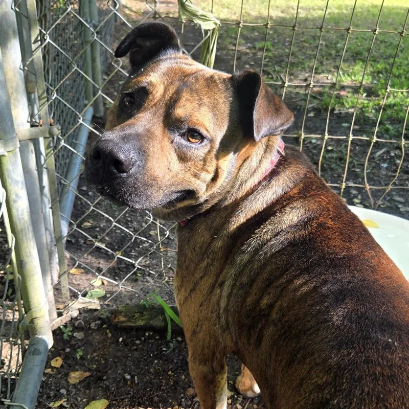 An adult medium-sized male Brown / Chocolate Boxer dog named Barkley for adoption in Tylertown, MS
