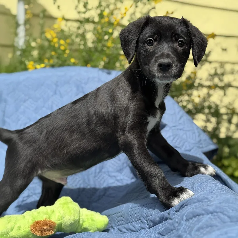 A baby medium-sized male Spaniel dog named Cheers Pup  Norm for adoption in San Diego, CA