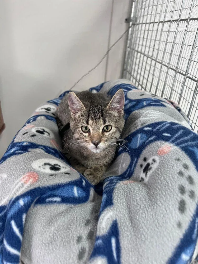 A baby small-sized female Brown / Chocolate Domestic Short Hair cat named Pippa for adoption in McPherson, KS