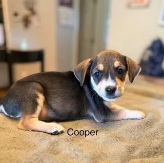 A baby medium-sized male Tricolor (Brown, Black, & White) Hound dog named Cooper for adoption in Lexington, KY