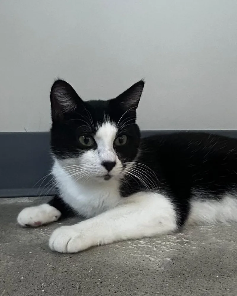 An adult medium-sized male Black & White / Tuxedo Domestic Short Hair cat named Giuseppe for adoption in Lexington, MI