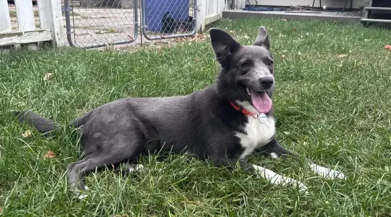 A young medium-sized female Mixed Breed dog named Wednesday for adoption in Grand Rapids, MI