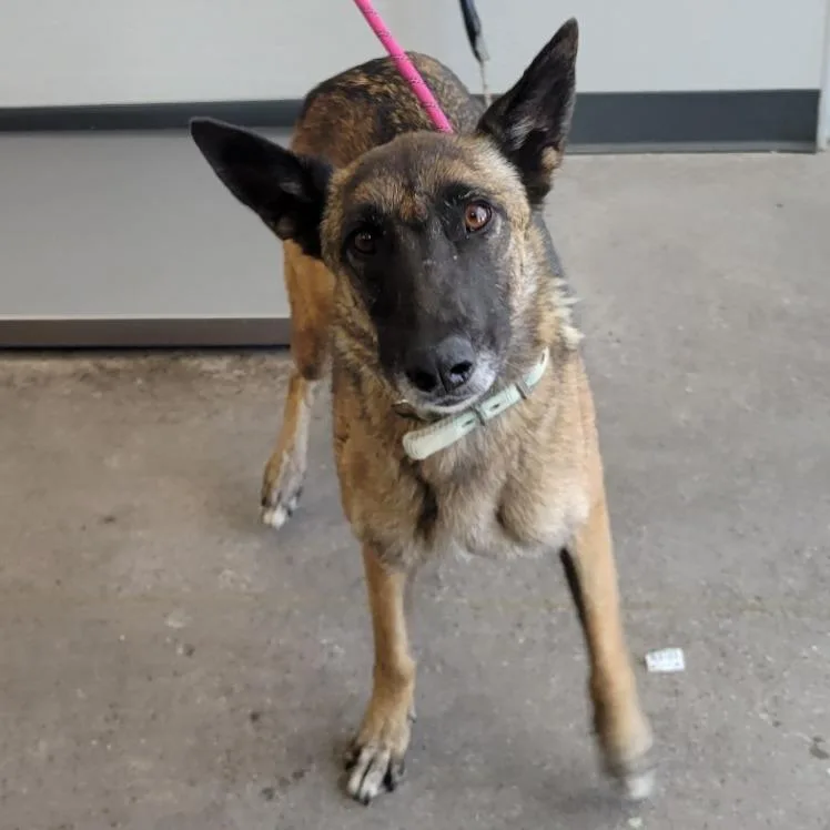 An adult medium-sized female Brown / Chocolate Mixed Breed dog named Lucky for adoption in Las Cruces, NM