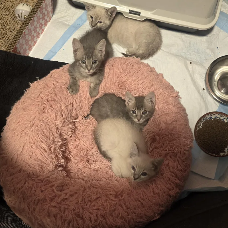 A baby medium-sized male Siamese cat named Sterling and Blu for adoption in North Hollywood, CA
