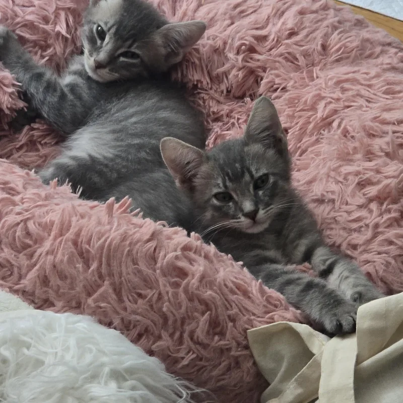 Sterling and Blu thumbnail 5