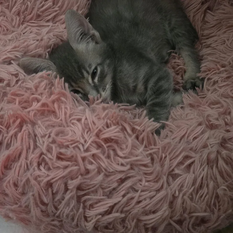 Sterling and Blu thumbnail 6