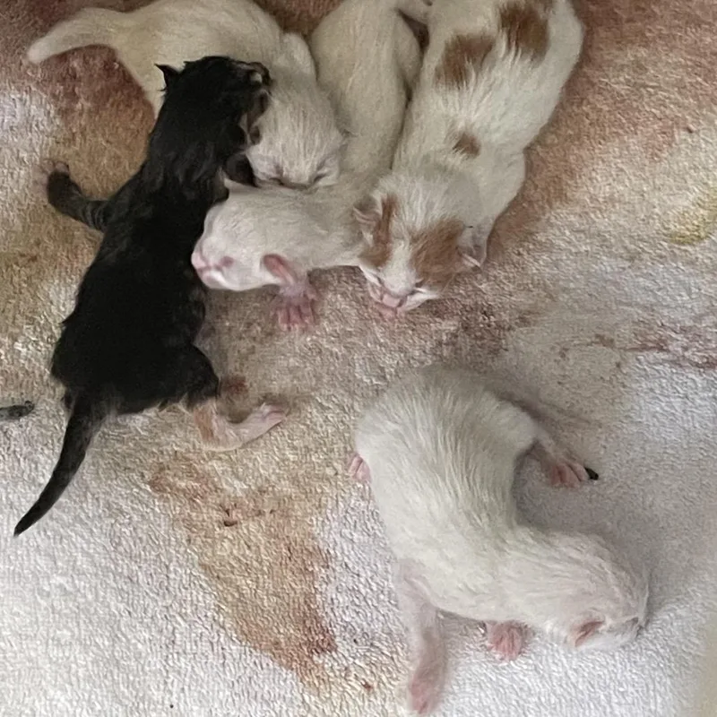 A baby small-sized female White Domestic Short Hair cat named Cottontail for adoption in Hawthorne, CA