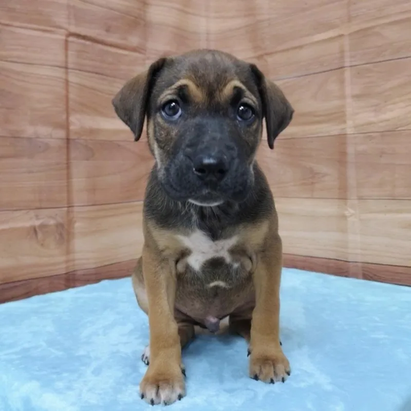 A baby large-sized male Sable Shepherd dog named Lonnie for adoption in Griswold, CT