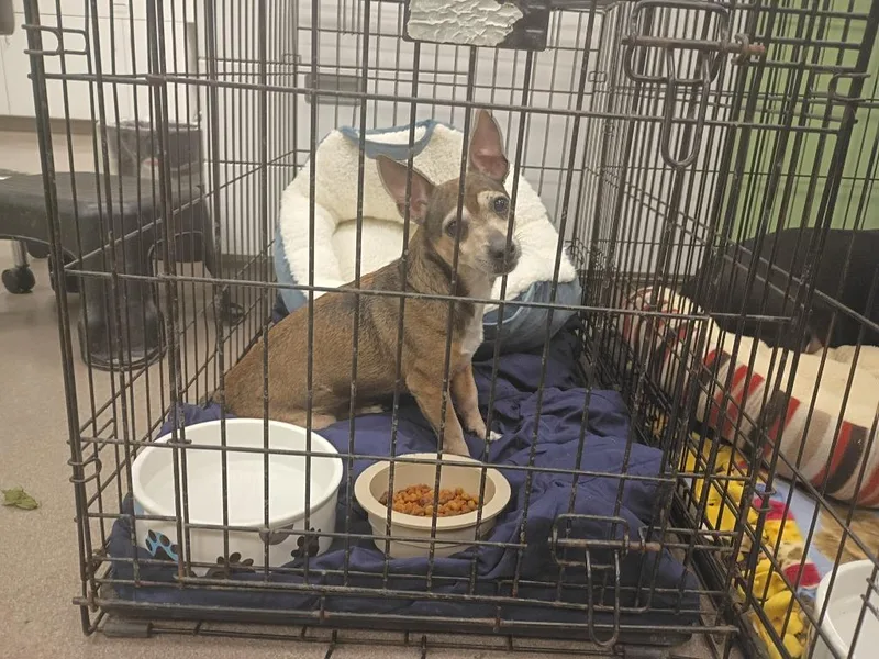 A senior medium-sized male Chihuahua dog named Bobby for adoption in La Porte, IN