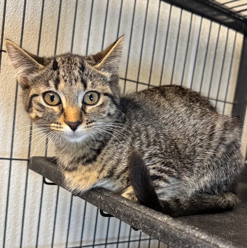 A baby medium-sized female Domestic Short Hair cat named Tabitha for adoption in Saginaw, MI