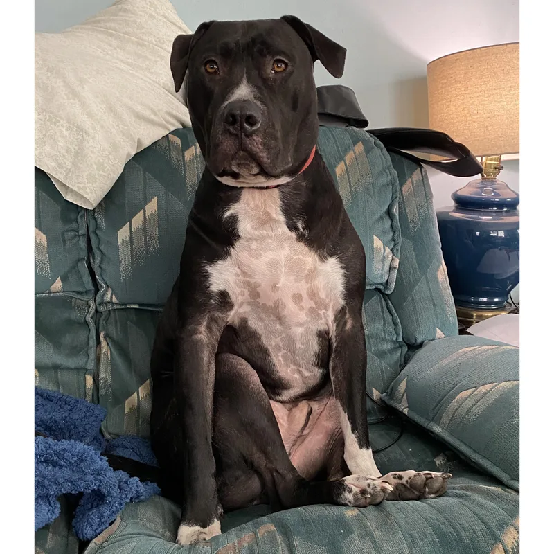 An adult large-sized male Pit Bull Terrier dog named Cody Clegane for adoption in Rochester, NY