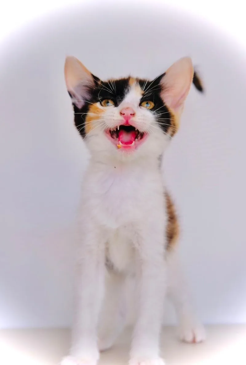 A baby small-sized female Calico cat named Gluten Free Bread for adoption in San Diego, CA