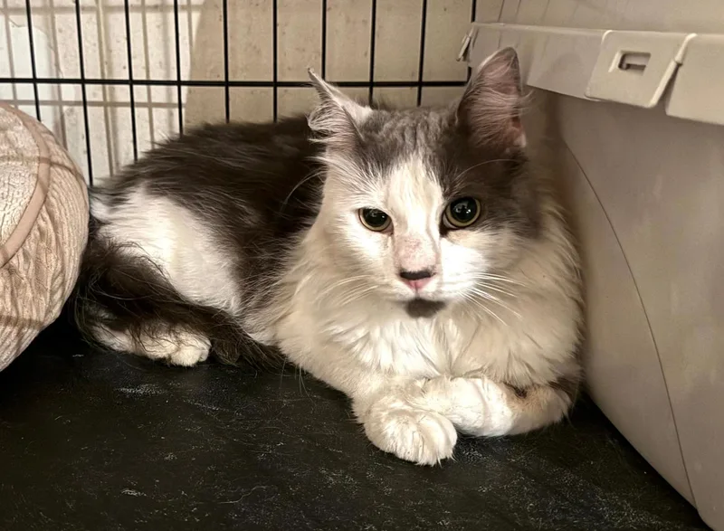 A young medium-sized male Black & White / Tuxedo Domestic Long Hair cat named Saluke for adoption in New York, NY