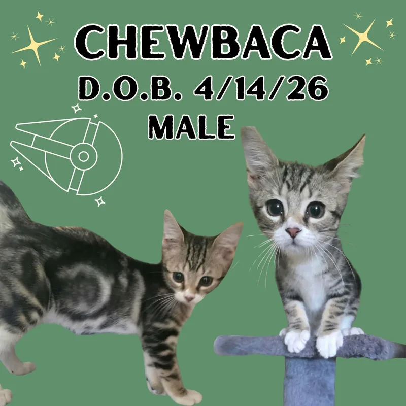Chewbacca thumbnail 2