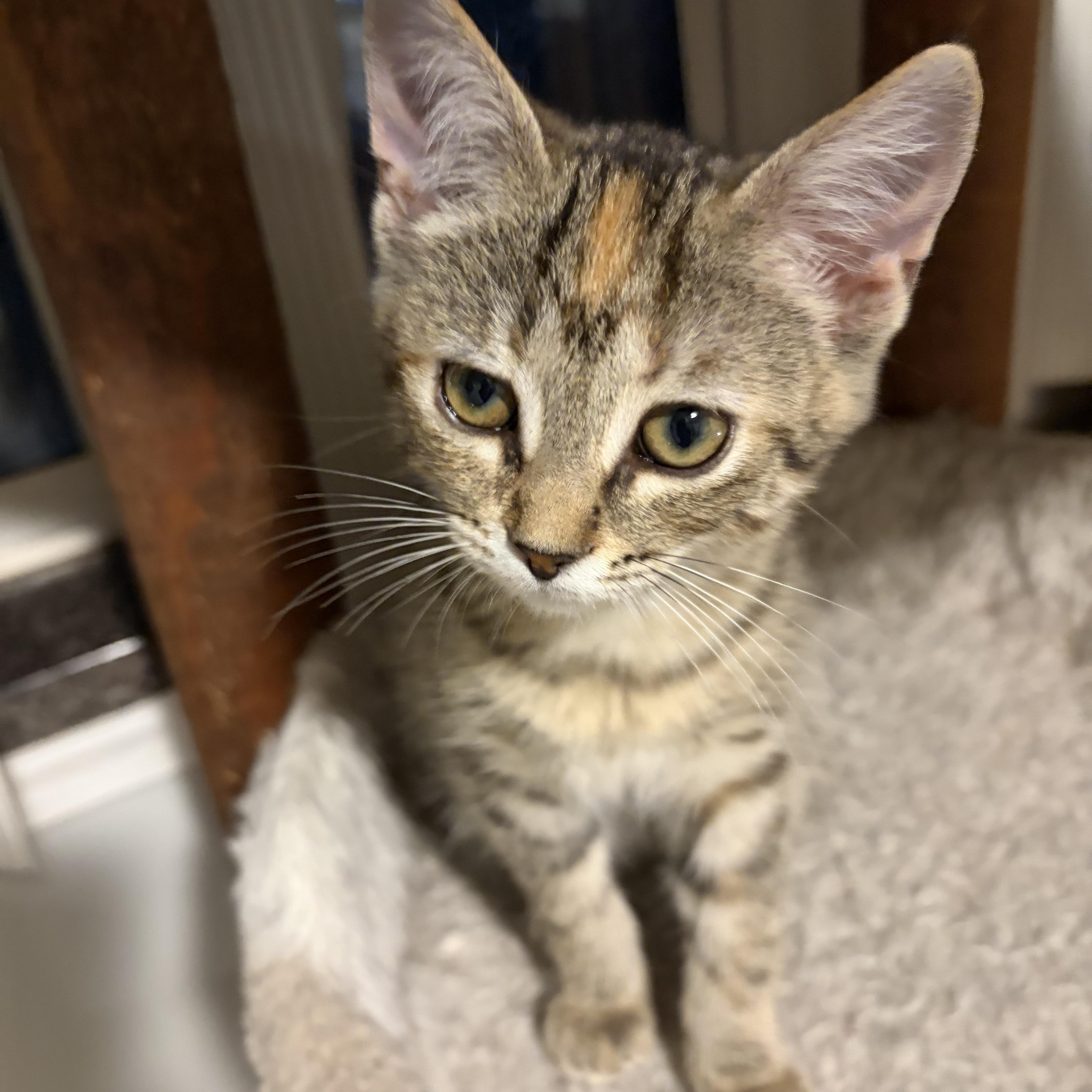 A baby medium-sized female Tabby (Brown / Chocolate) Domestic Short Hair cat named Bliss for adoption in Shelby Township, MI