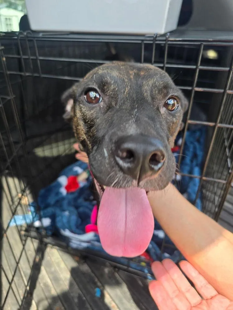 An adult medium-sized female Black Mouth Cur dog named Sheba for adoption in Lakeland, FL
